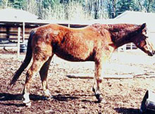 Ohms Horse & Hound Massage Service Dawne in February 1998