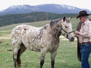 Ohms Horse & Hound Massage Service Dundee