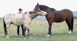 Ohms Horse & Hound Massage Service Dundee & Friend