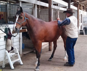 Ohms Horse & Hound Massage Service Background