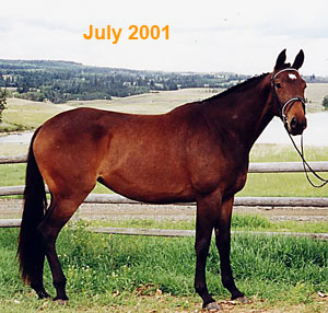 Ohms Horse & Hound Massage Service Keona in July