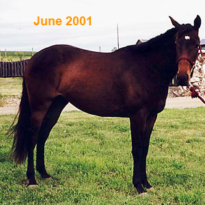 Ohms Horse & Hound Massage Service Keona in June