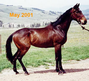 Ohms Horse & Hound Massage Service Keona in May