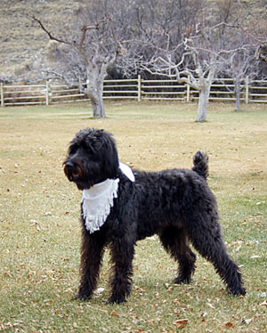 Ohms Horse & Hound Massage Service Tigger Standing